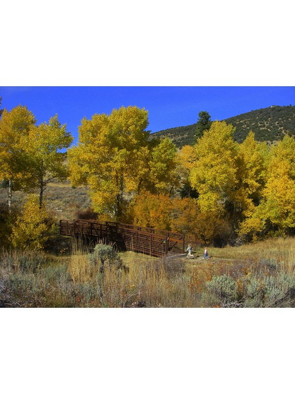 Yellow Fall Colors on aspen trees surrounding a bridge that two children approach.