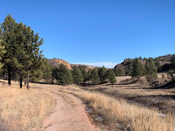 An old fire road leads through prairie grasses and is lined with pine trees on either side.