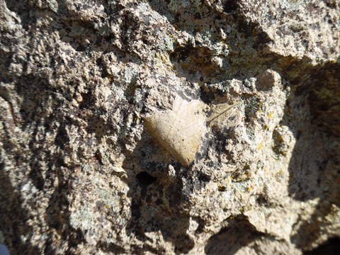 A leaf fossil in a rock
