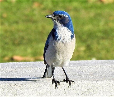 A blue and grey scrub jay sitting on a white railing.