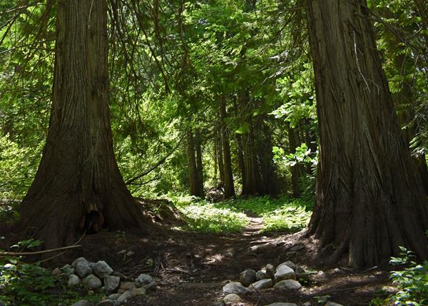 Large cedar trees make up a sunny forest where a thin dirt path winds.