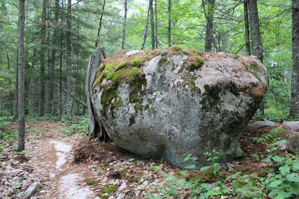 A large rock (glacial erratic) is next to a trail will a dead tree curving around the rock.