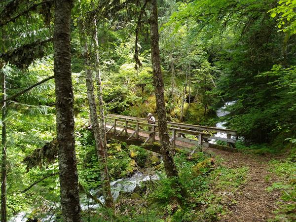 A hiker stands on a footbridge over a creek in a thick, green forest.