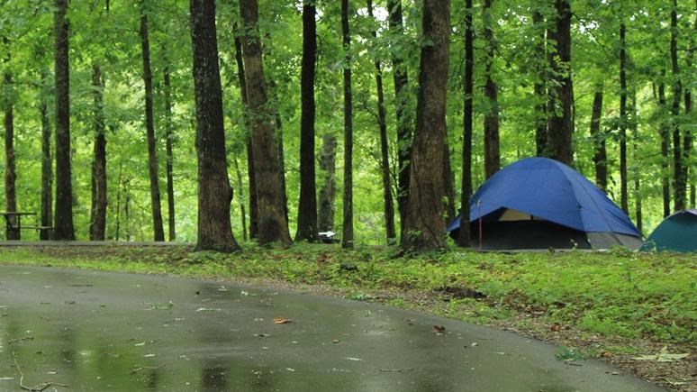 A blue tent under tall trees. 