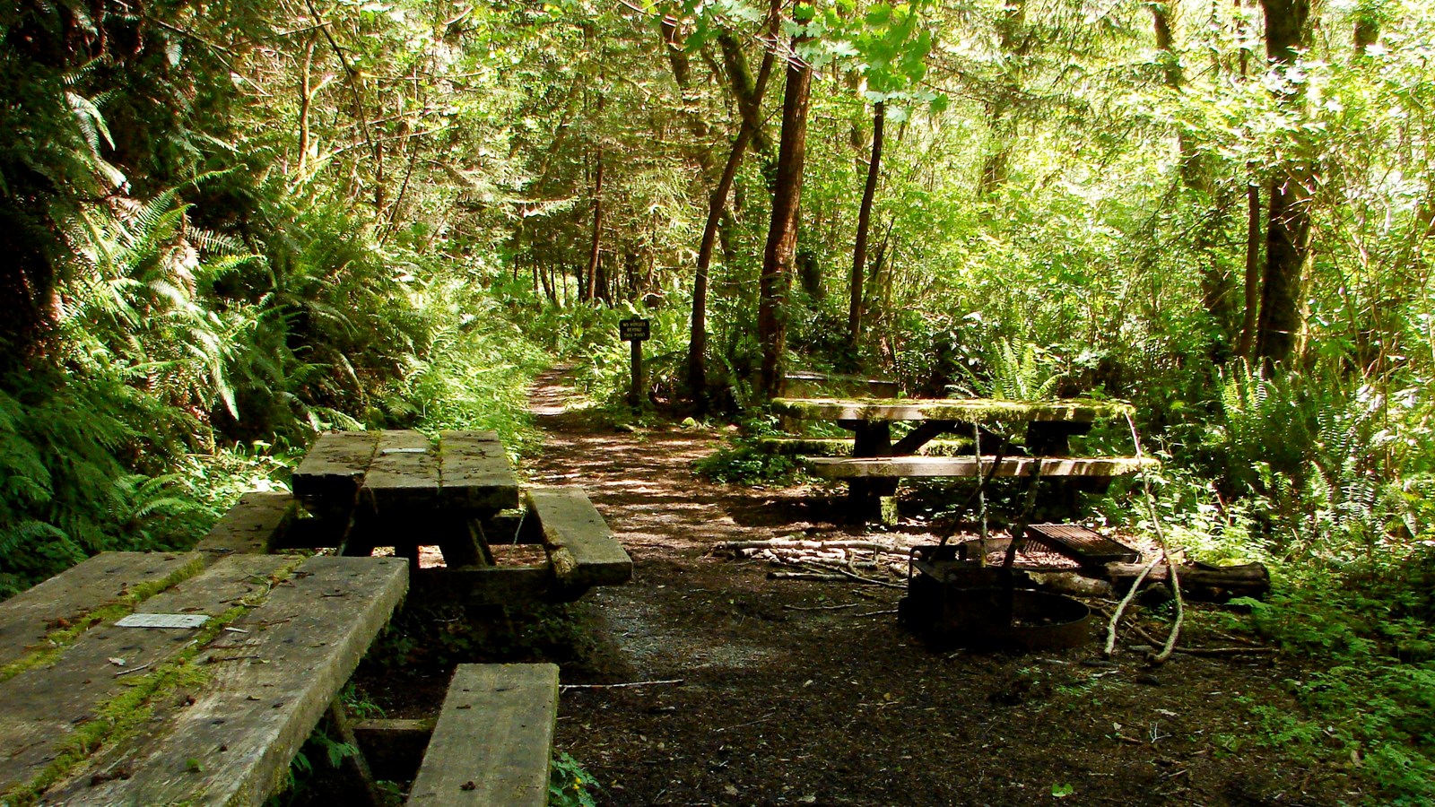 Three picnic tables in a shady grove surrounded by ferns and moss.