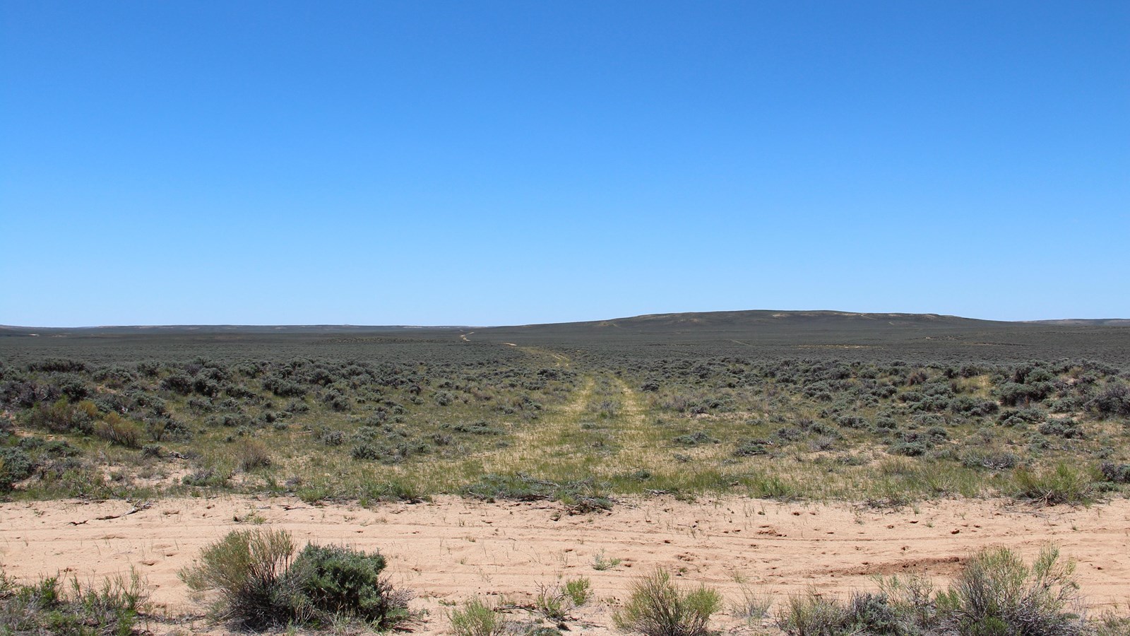 Light-beige sandy streambed with hoofprints, grass, sagebrush, and a distant low ridge. 