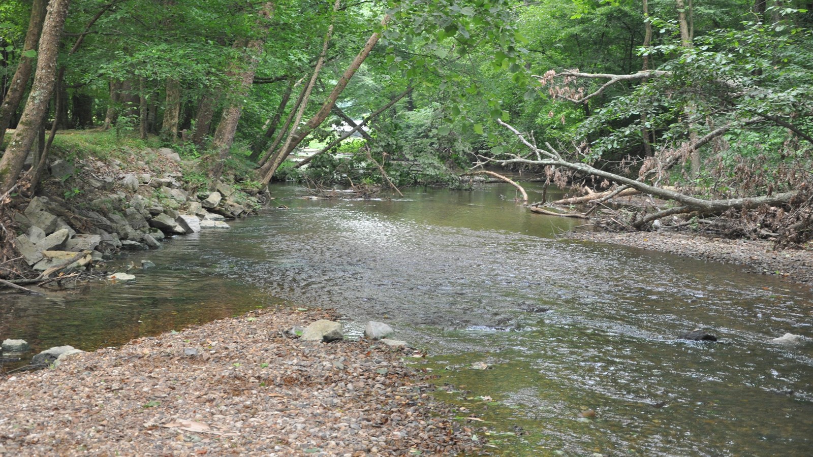 A wide shallow stream running through a forest.