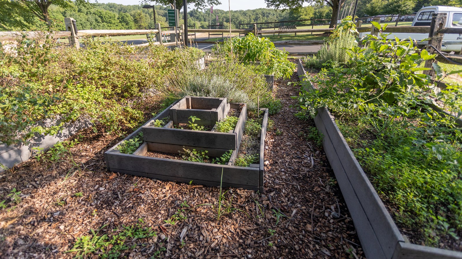 Three tiers of a garden box with larger planter boxes on either side. Each with herbs or vegetables 
