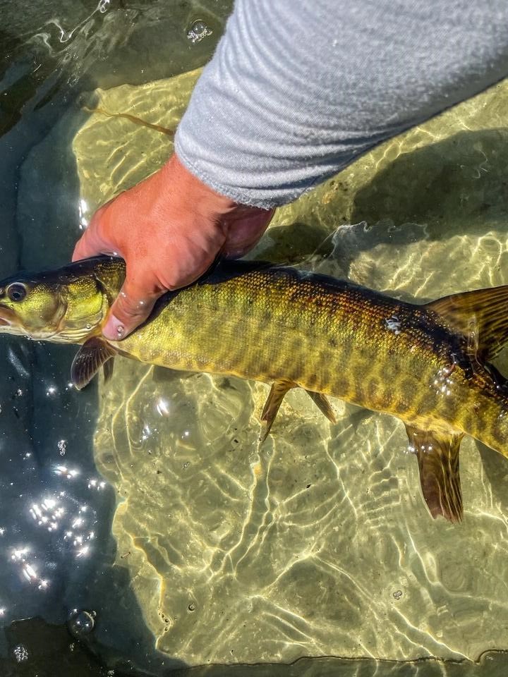 A fish is held by one hand in a tub full of water. 
