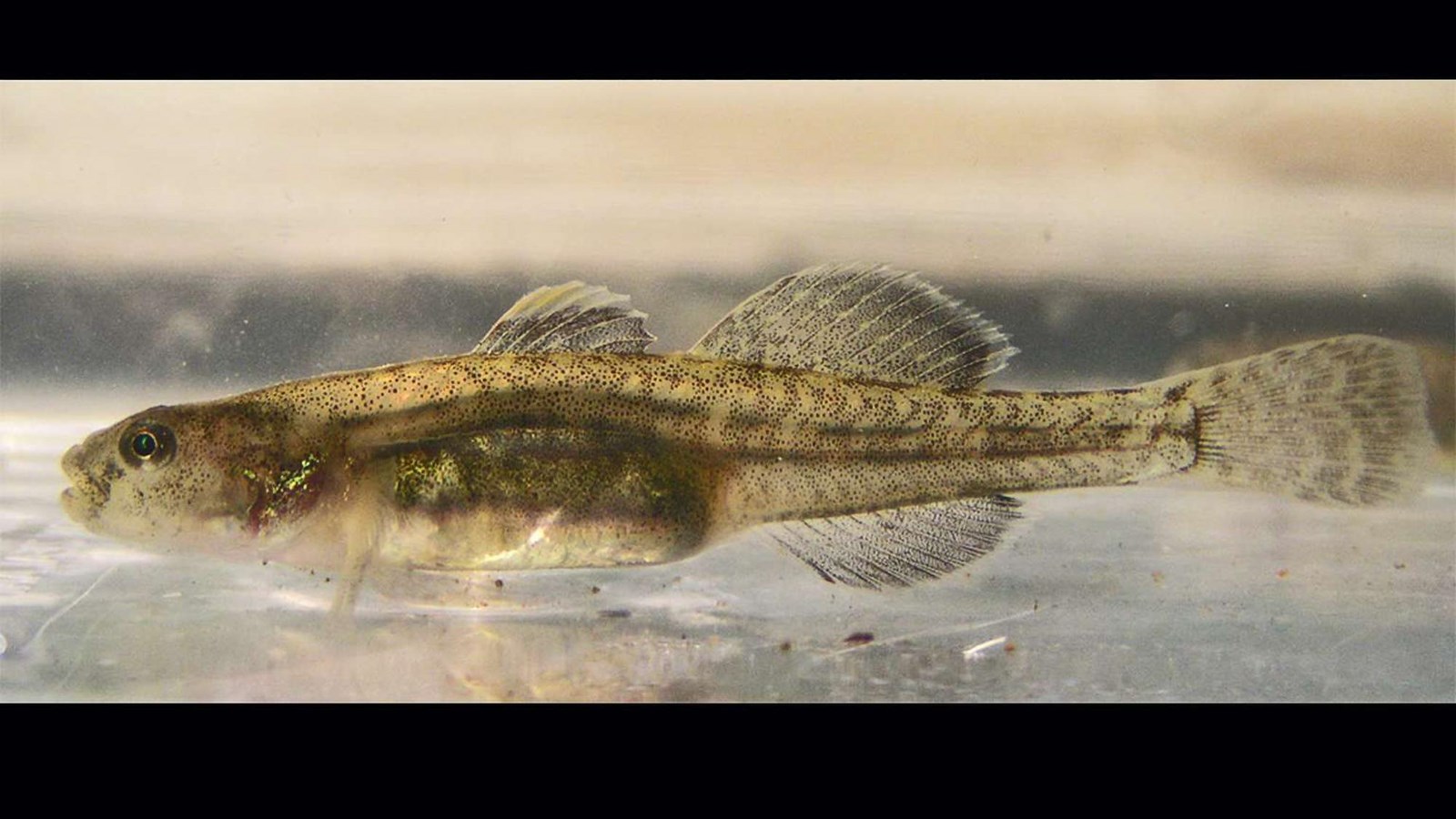 The small yellowish body of a a tidewater goby.