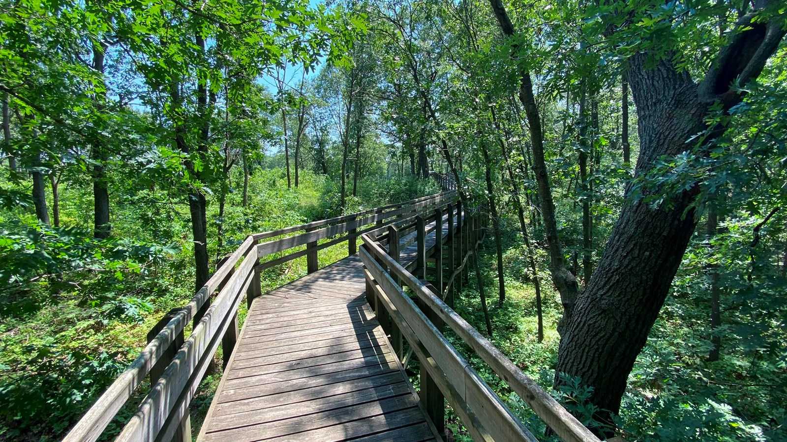 An elevated wooden boardwalk zigs through an open woodland.