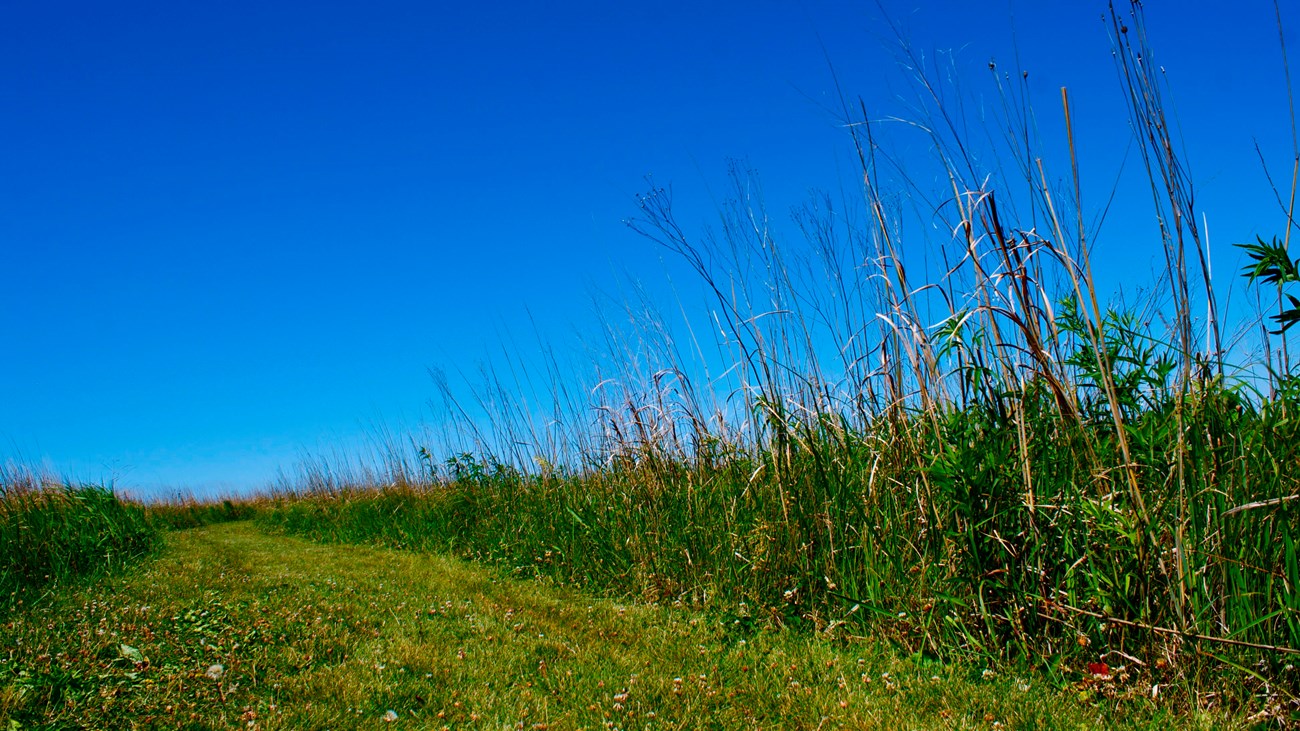 A mowed grass trail passes through tall prairie grasses under a deep blue late summer sky.