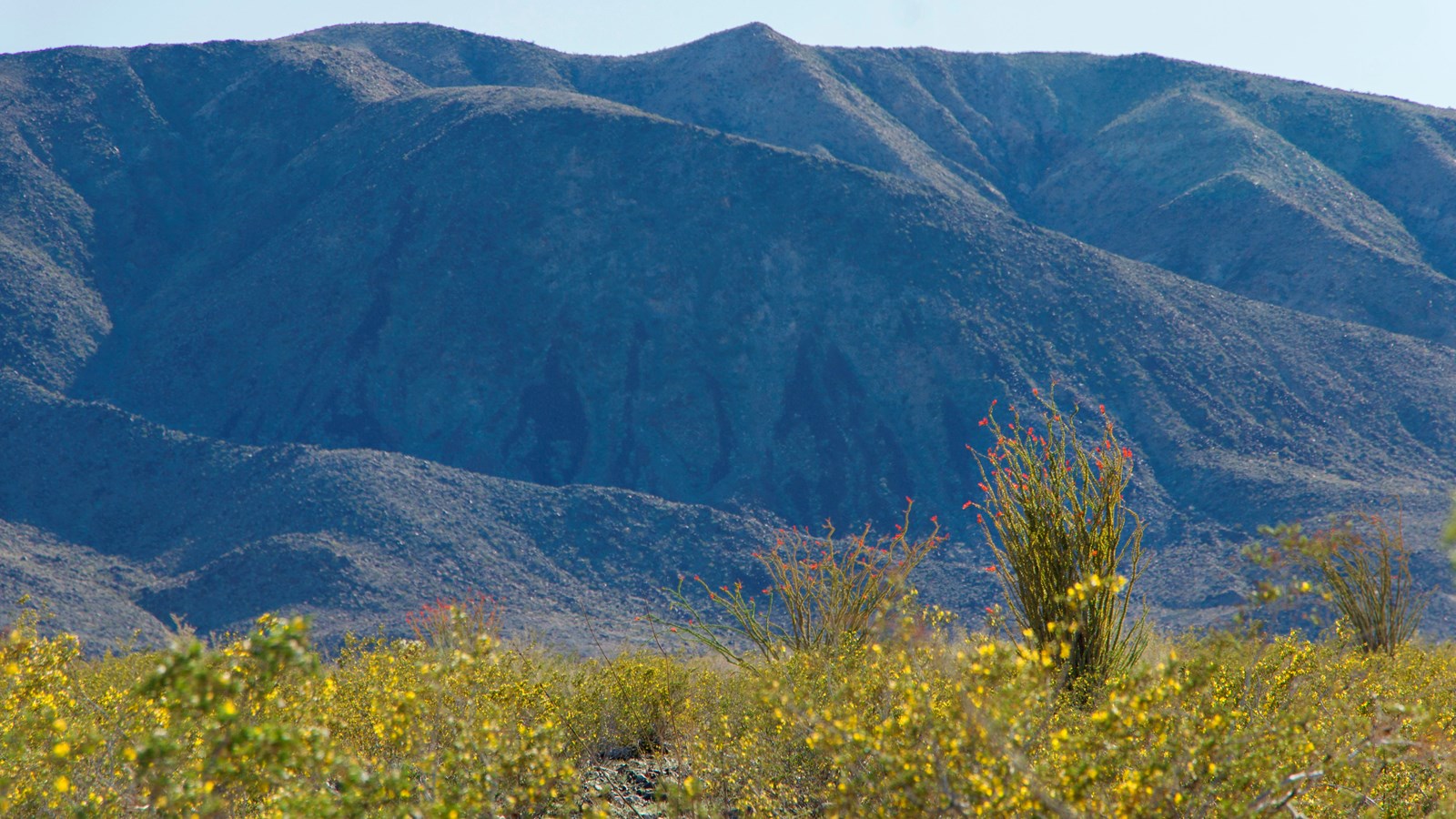 A valley with flowering yellow shrubs and taller ocotillos with red flowers in front of mountains.