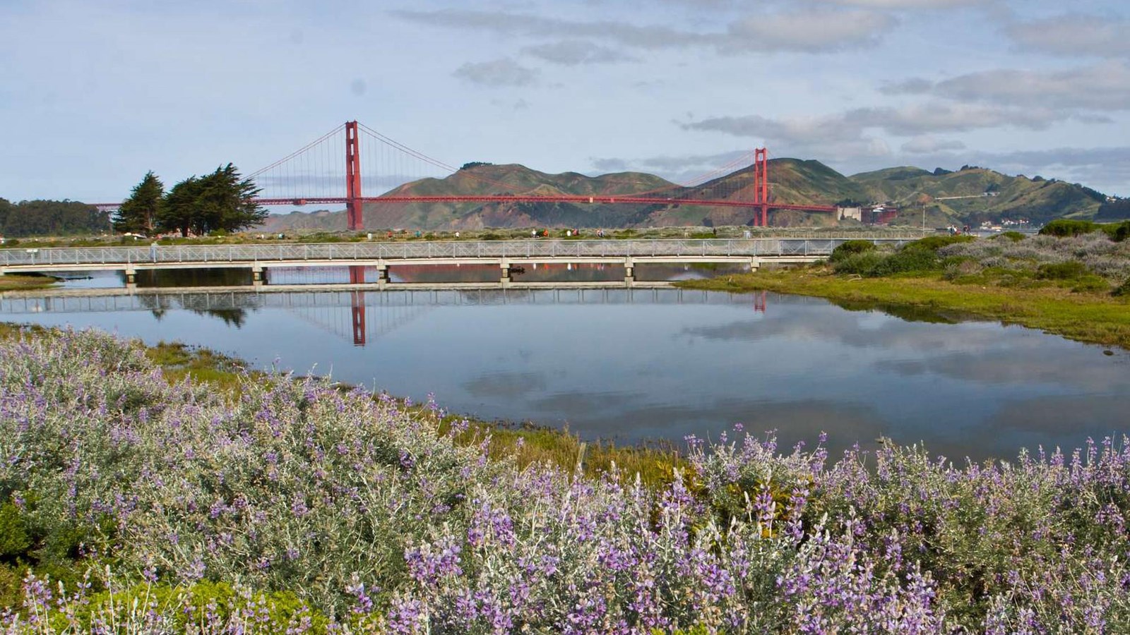 View of the Crissy Marsh with the Golden Gate Bridge in the distance.