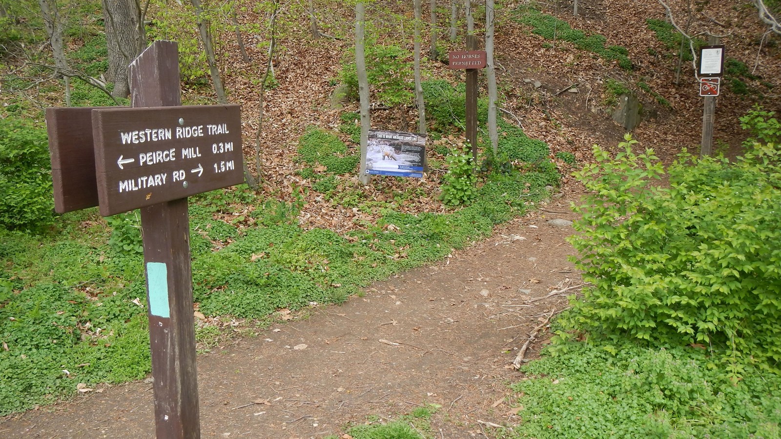 A brown and white sign next to a trail cutting through the trees