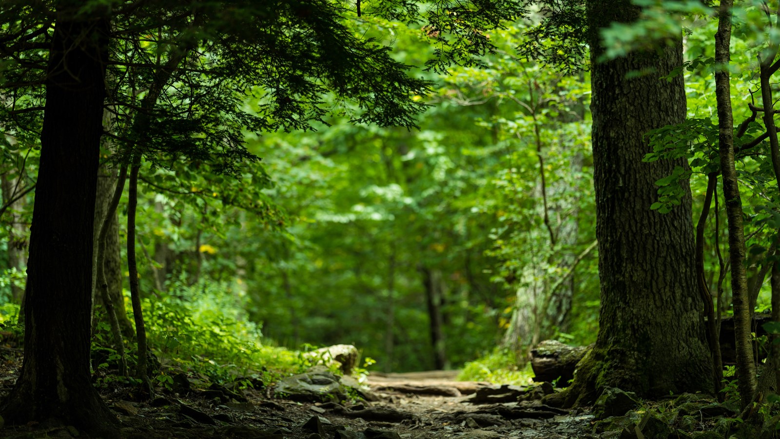 Many sections of Stony Man provide green corridors of overhanging branches and lush ferns