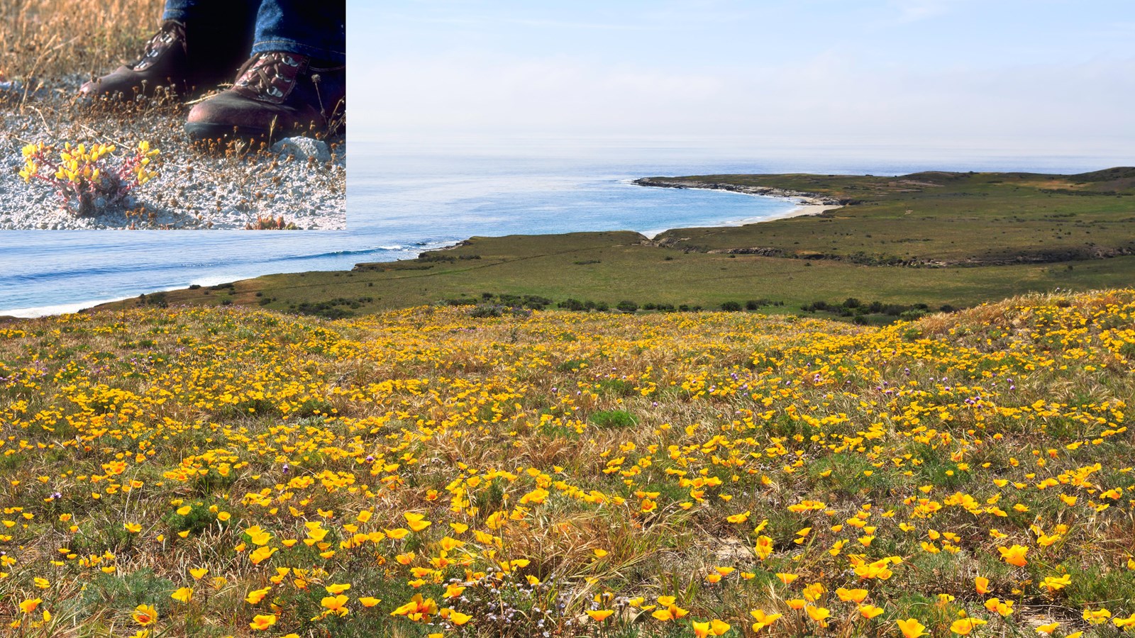 Flower on terrace in foreground with coastal point in distance. 