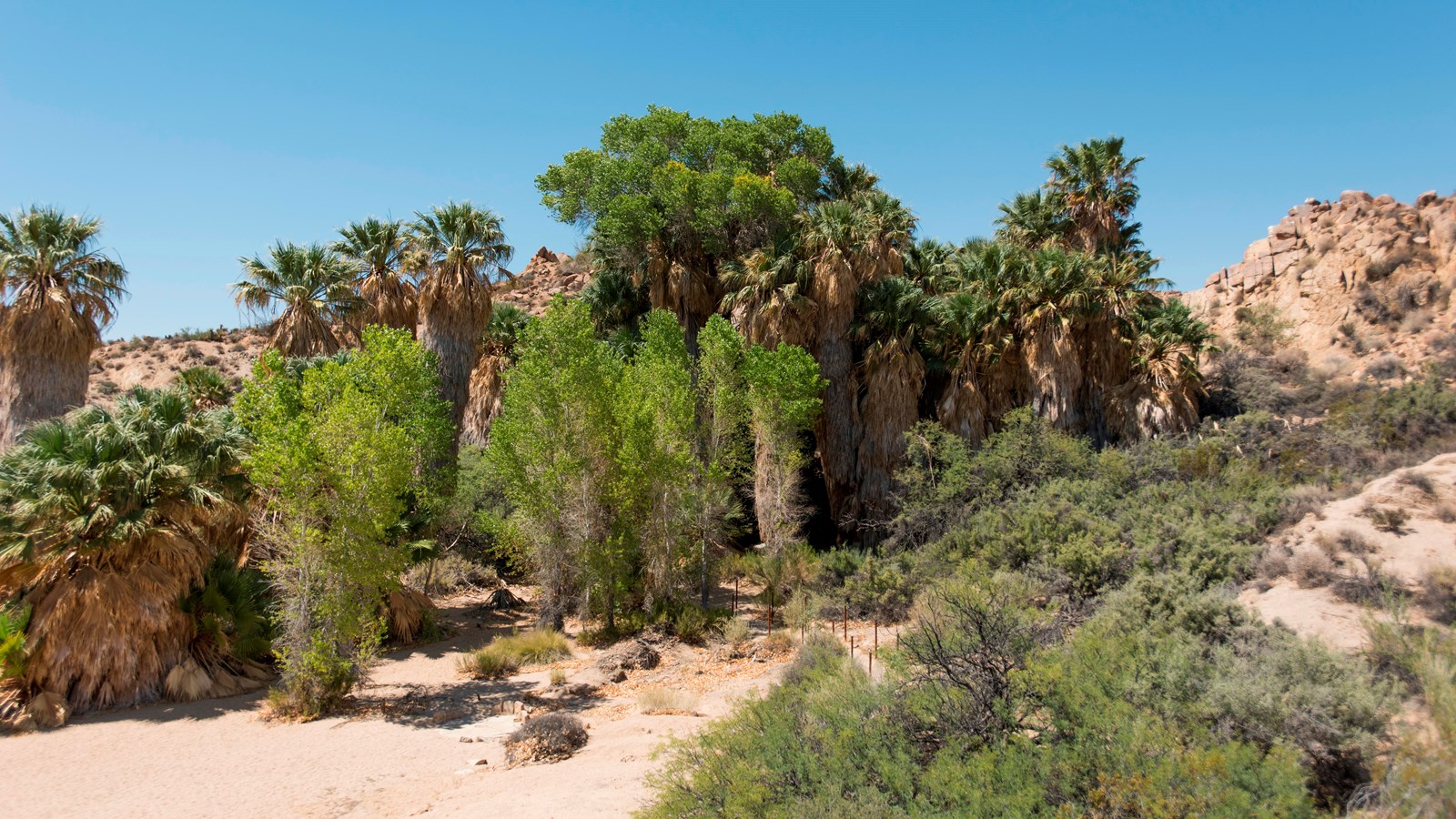 A lush desert oasis filled with desert palms, short trees, and shrubs in front of a rocky hill.