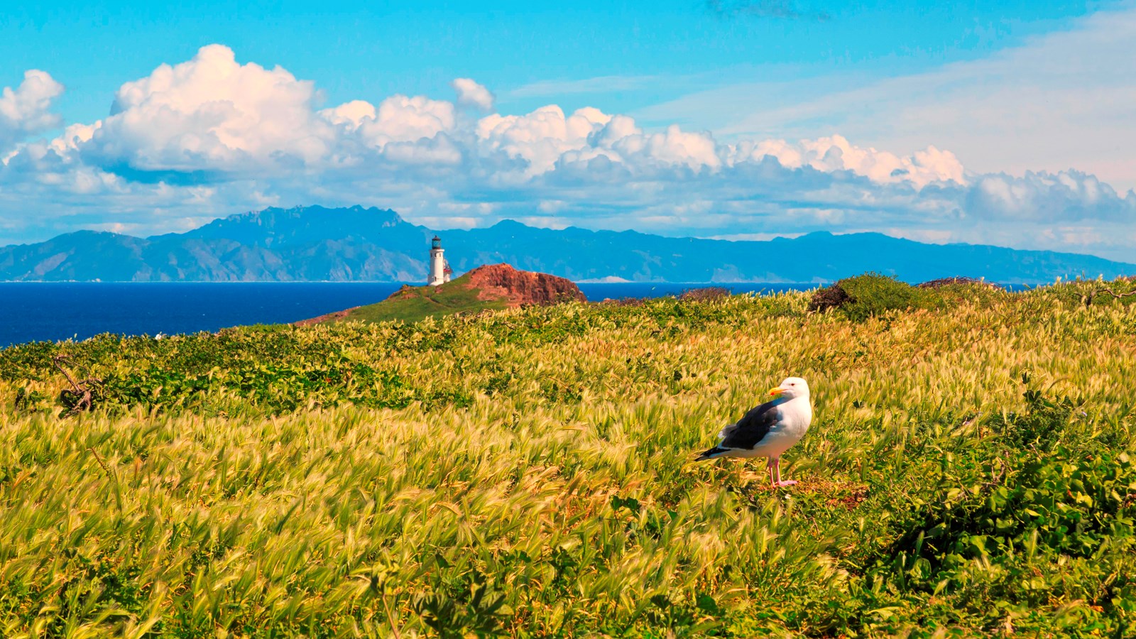 Green grassy fields with a white and grey gull in the foreground and lighthouse in the background. B