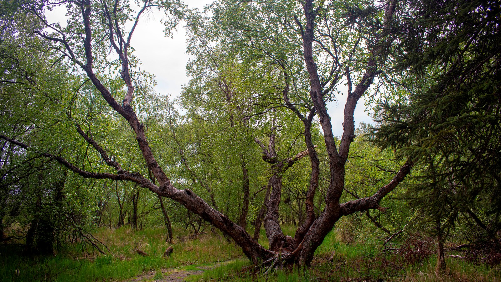 A large tree next to the trail