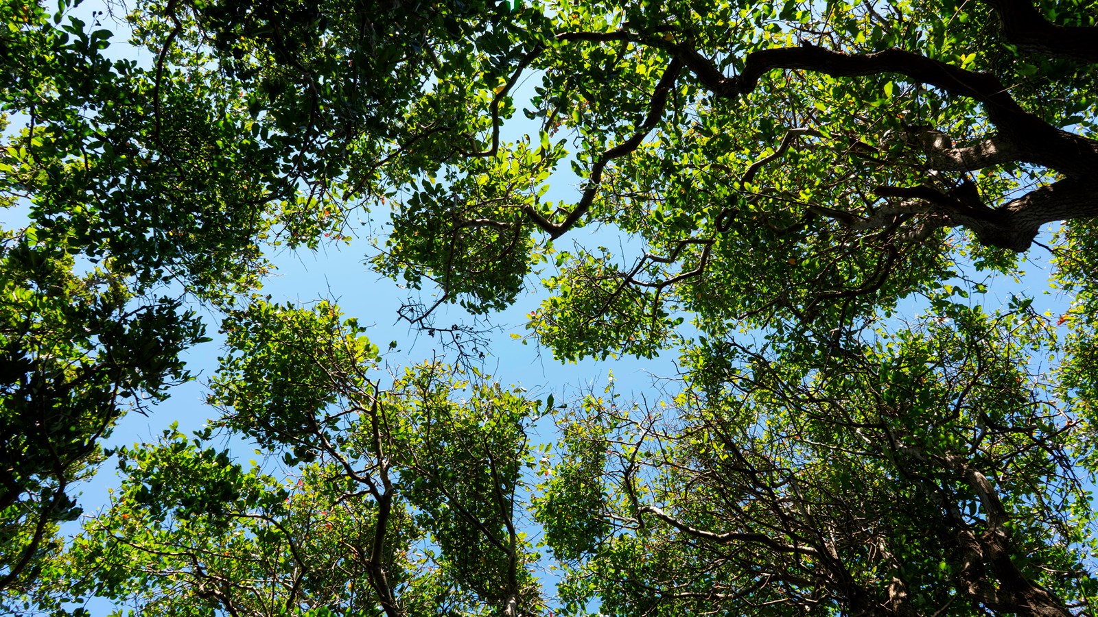 A view of a canopy of trees overhead standing beneath a blue sky.