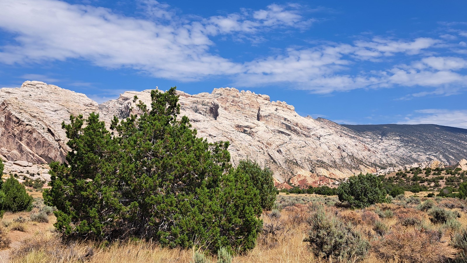 A small shrub-like tree in a desert landscape with a large sandstone mountain as the backdrop.