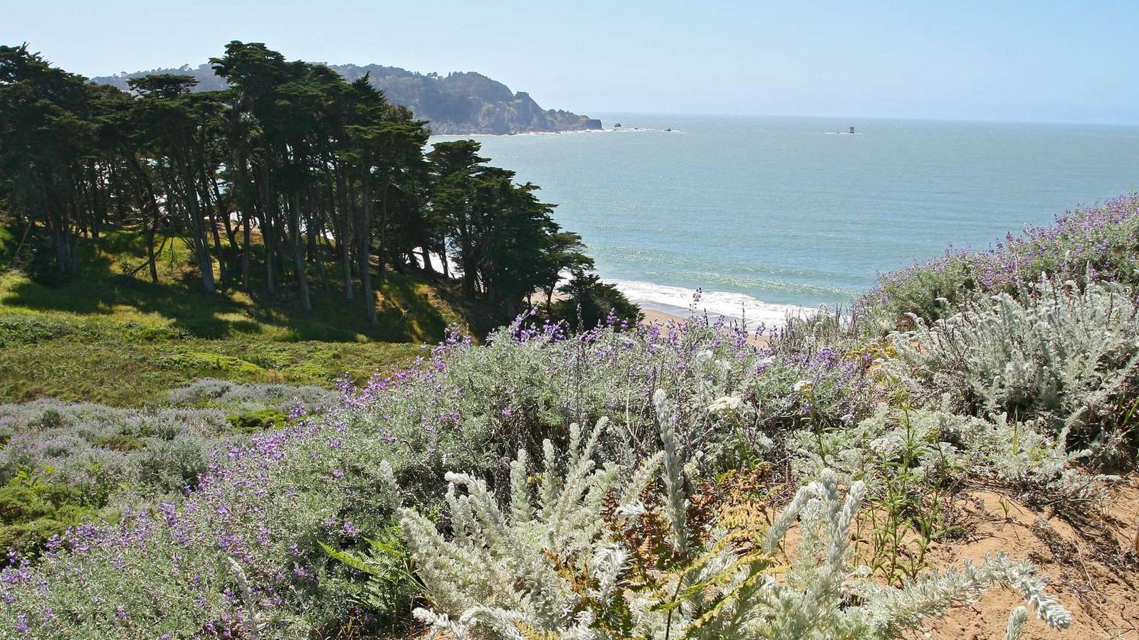 View of the bluff towards Baker Beach with sand dune and dune plants in foreground.