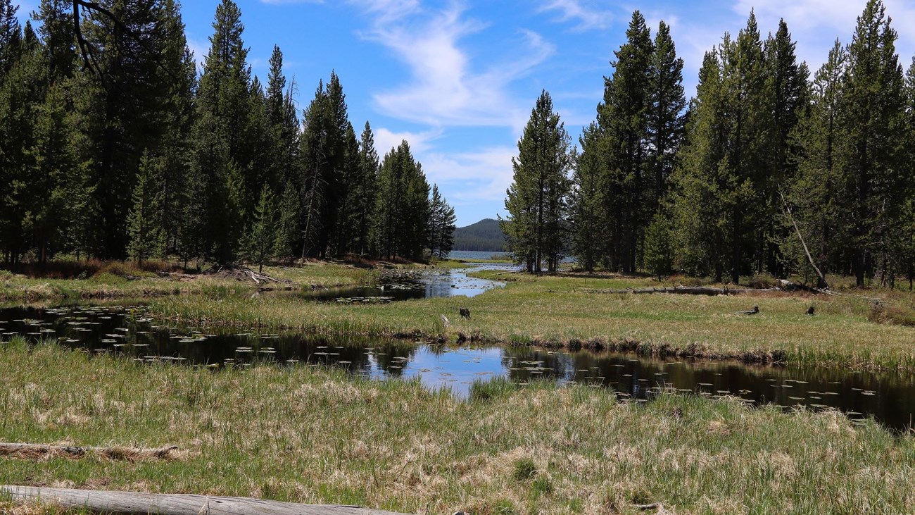 A creek flows through a meadow surrounded by trees.