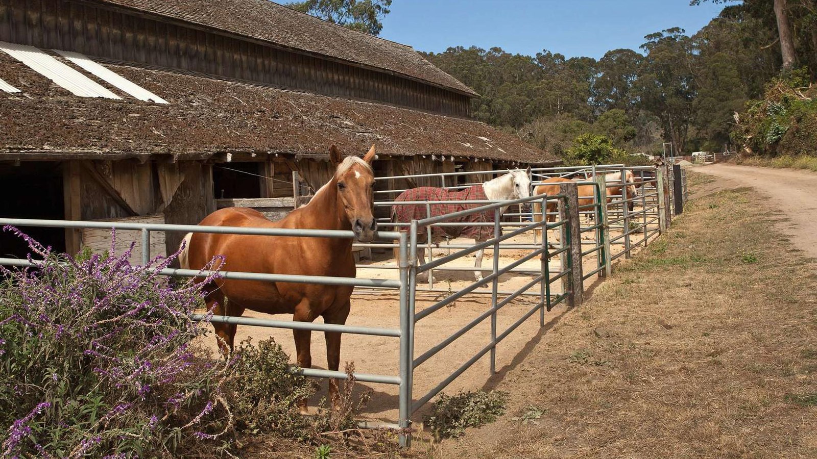 Stables with horses outside. 