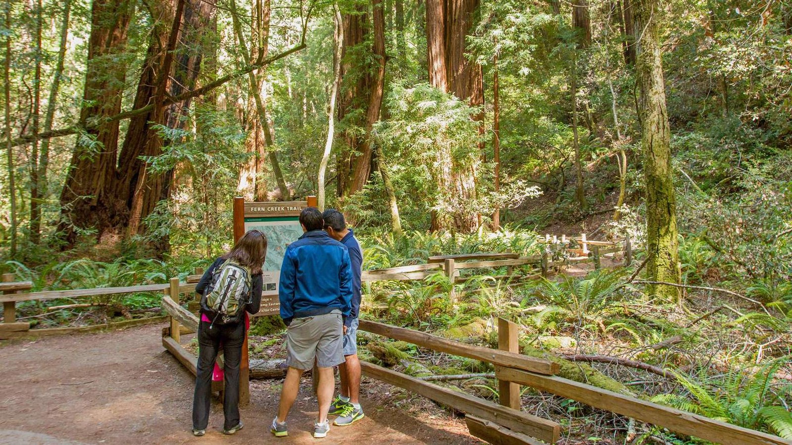Visitors walking among redwoods on the Fern Creek Trail.