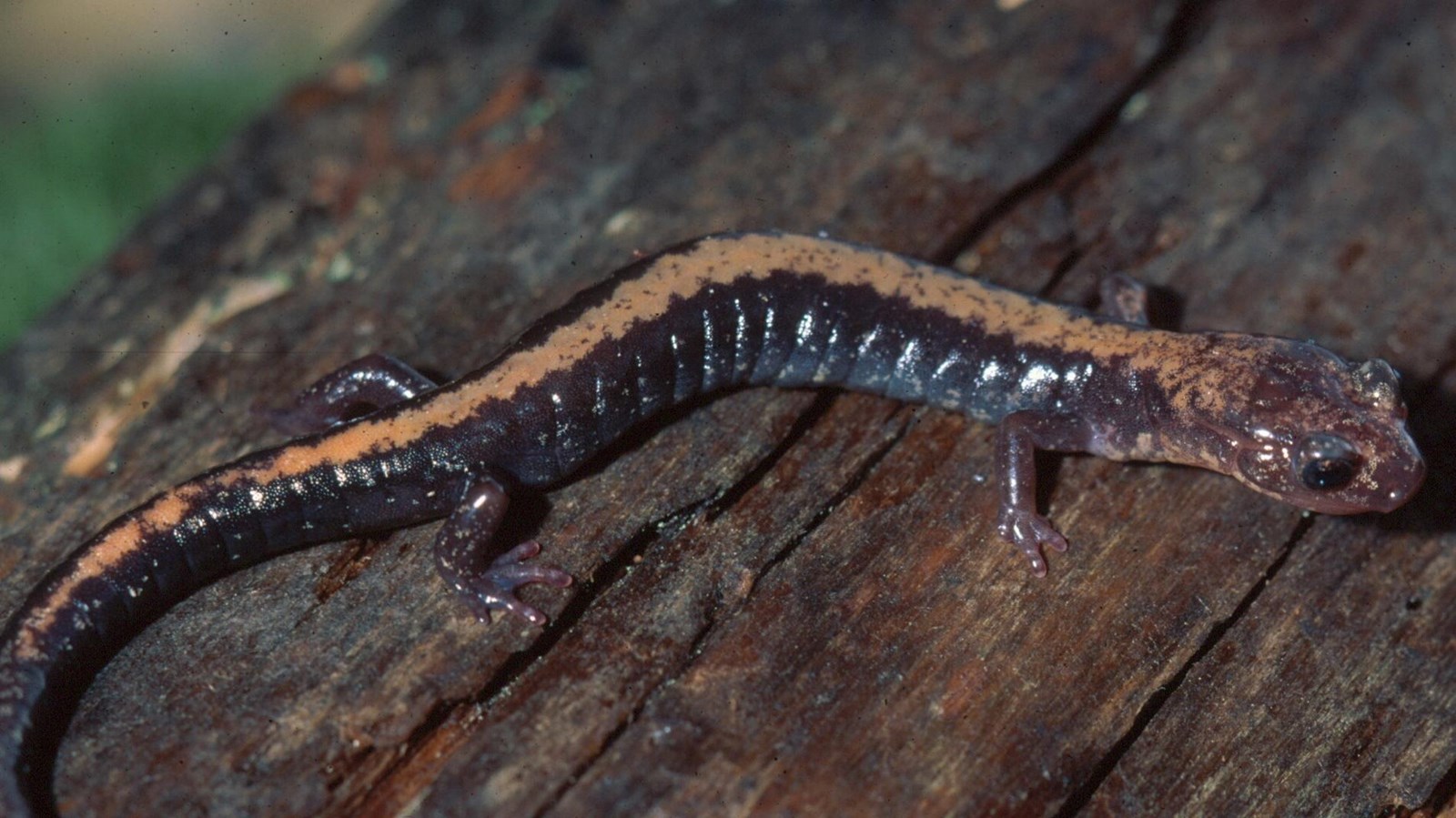 A small, bronze colored salamander with a thin orange stripe along its back rests on a log
