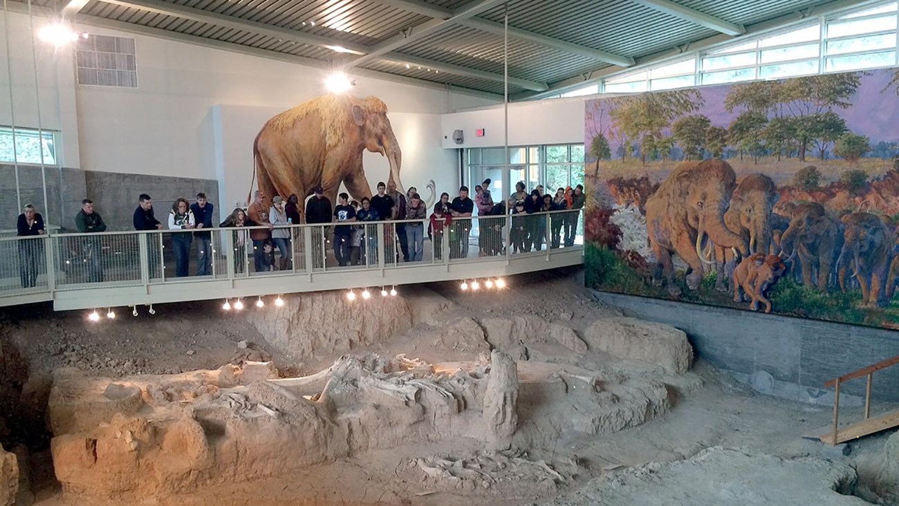 People view fossils from an elevated walkway. Behind them are lifesize paintings of mammoths.