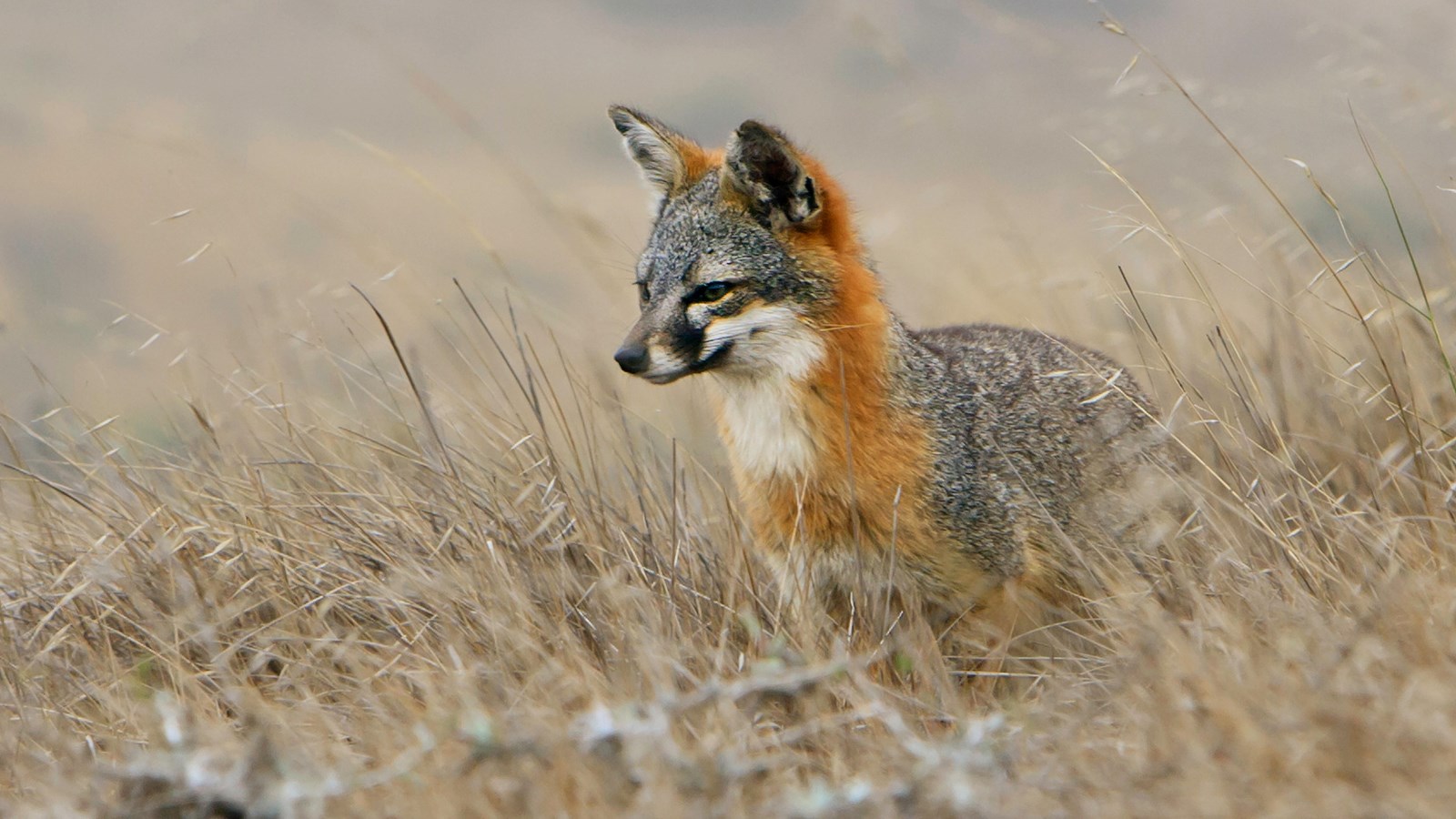 A small fox in the grass. 