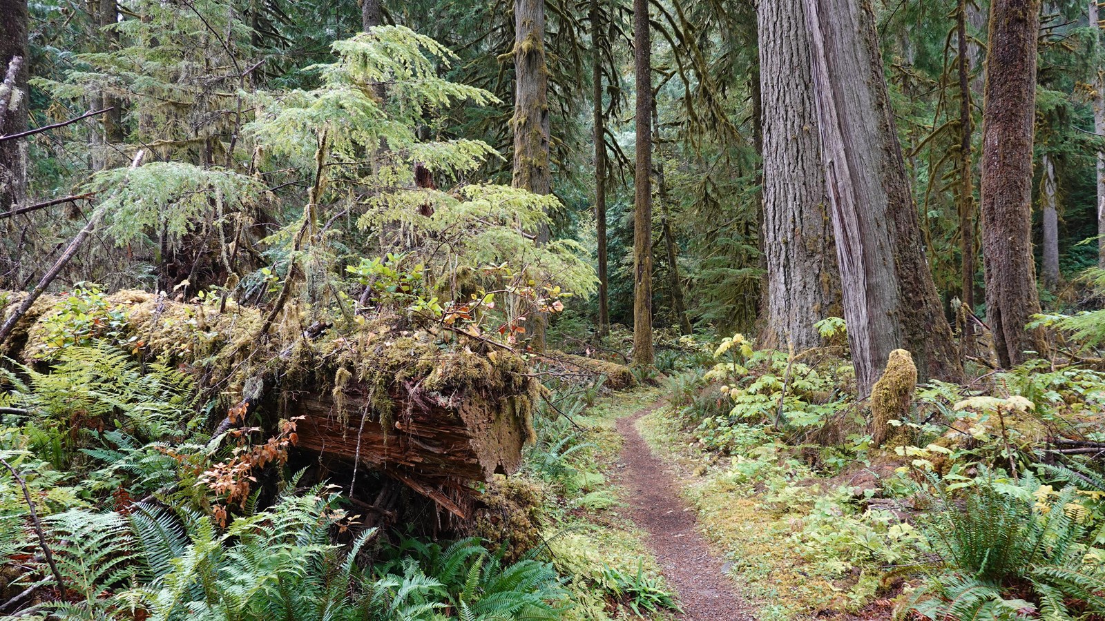 A trail cuts through a dense forest past fallen logs covered in small trees and moss.