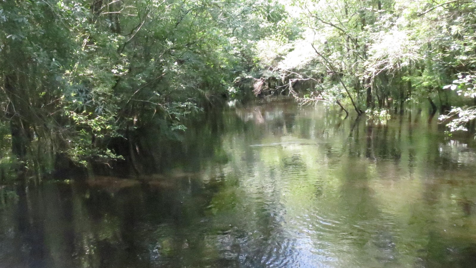 Dark creek waters with a wooden boardwalk going across.