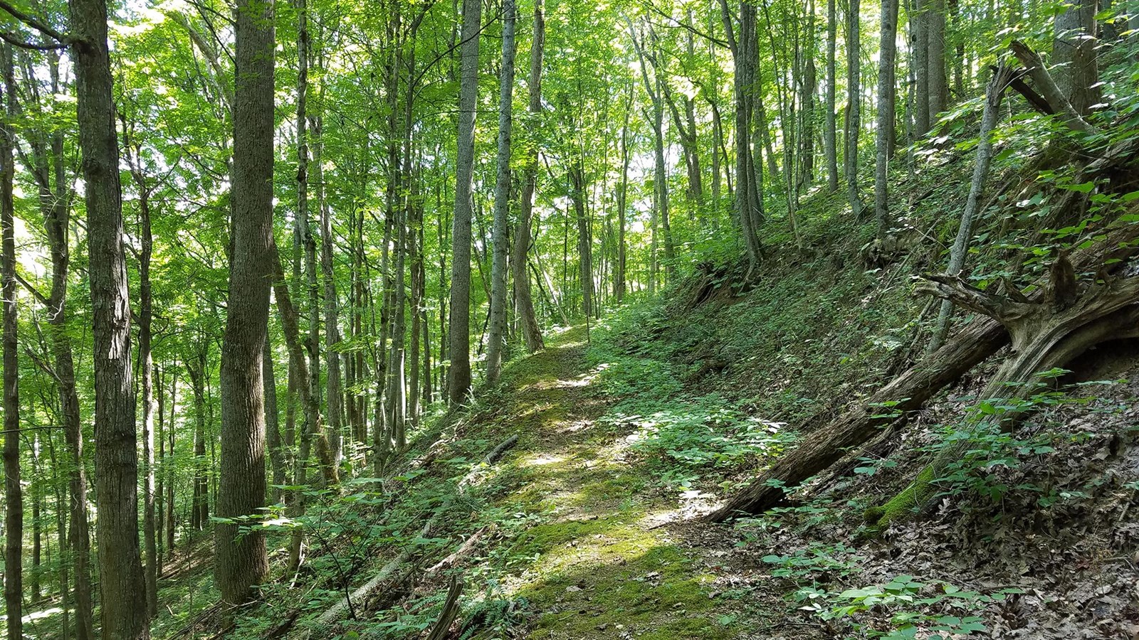 A trail along edge of green forested ridge