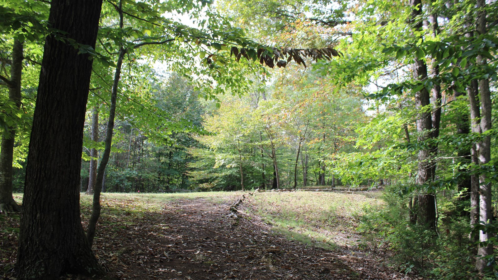 Leaf covered trail going through a wooded area.