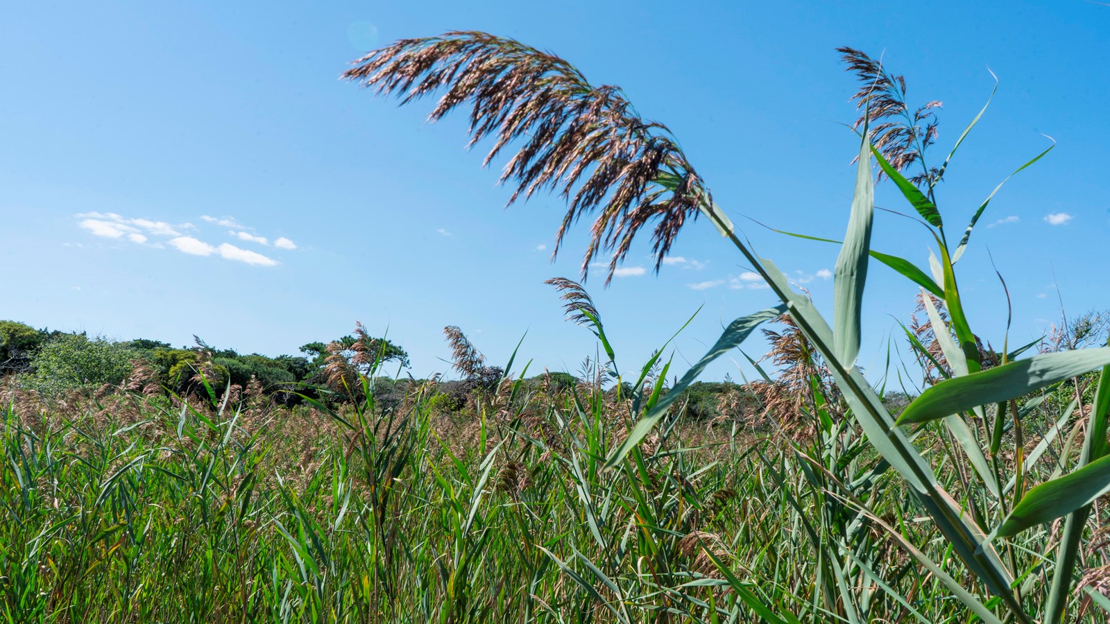 The fluffy top of a stalk of phragmites obscures a view of a large stand that grows behind it.