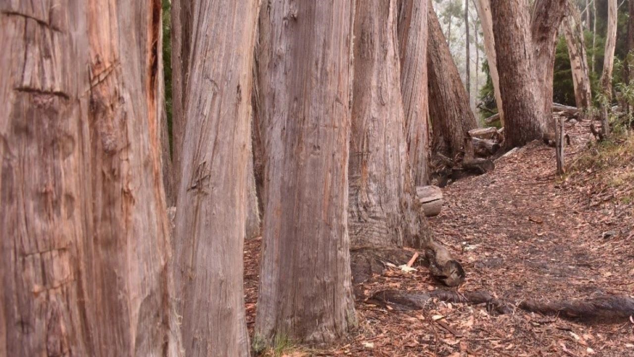 several trees on the left hand side of a trail with strippy bark