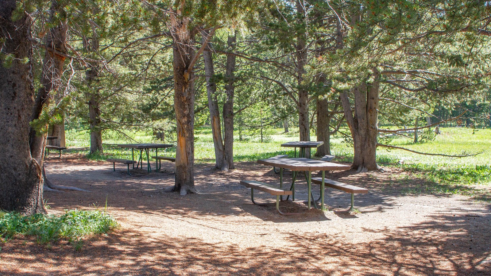 Picnic tables in a forested area