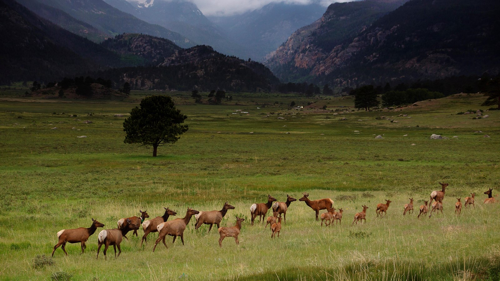 a heard of elk in a green meadow, mountains in the background