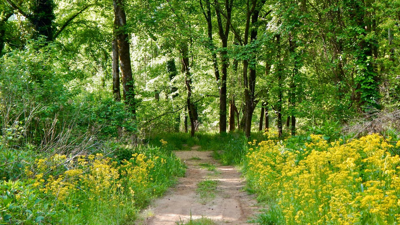 A dirt trail through woods.