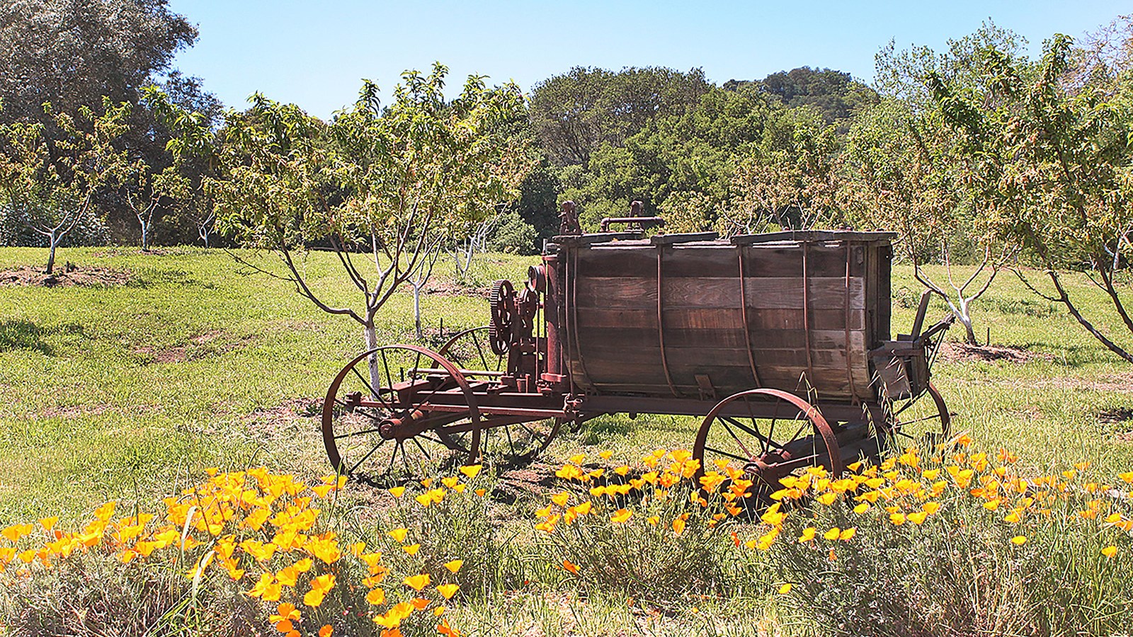 An old copper sprayer sits in the peach orchard. Trees can be seen.