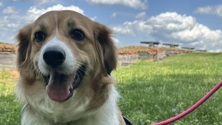 dog with leash on grass and clouds