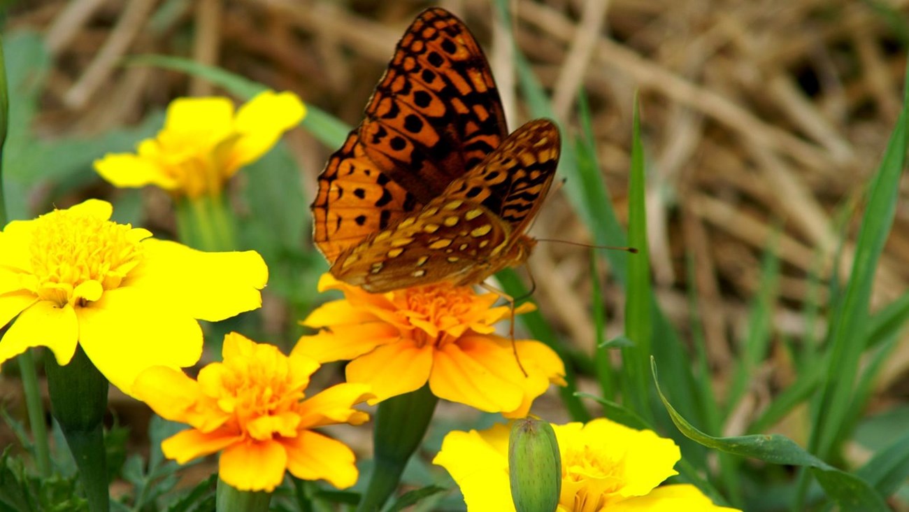 A butterfly on a yellow flower. 