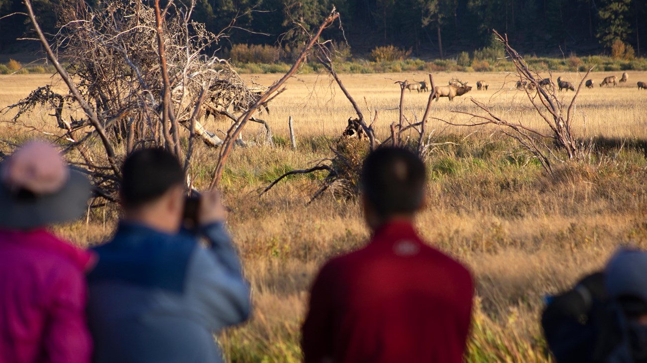 A group of visitors are watching elk from a safe distance