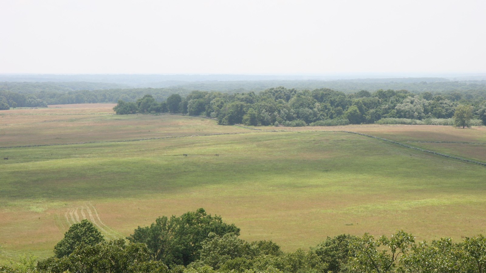 Photo of a long-distance view of green grassy fields and trees. 