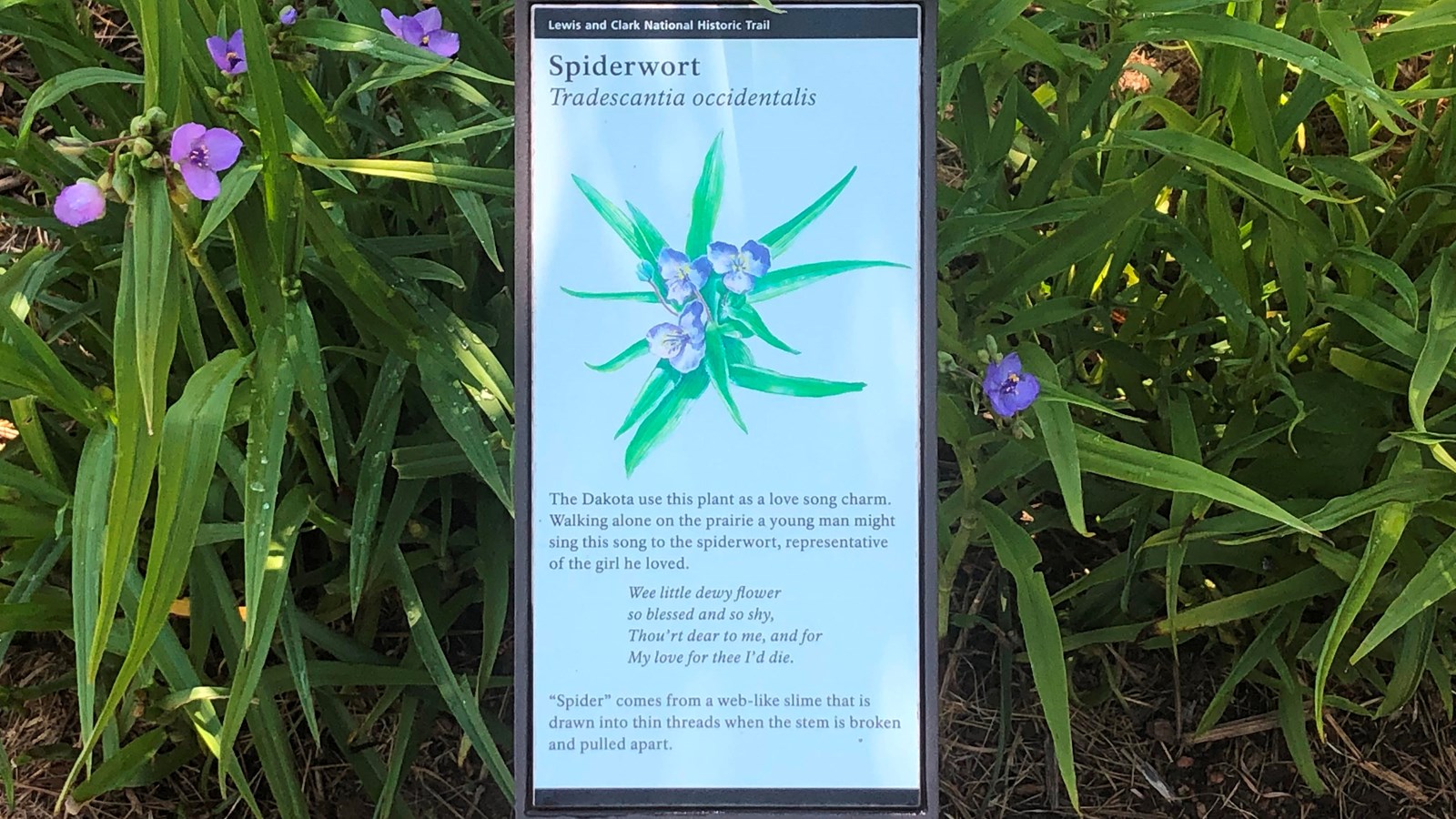 A small sign is placed near a green plant with purple flowers. The sign describes the Spiderwort.