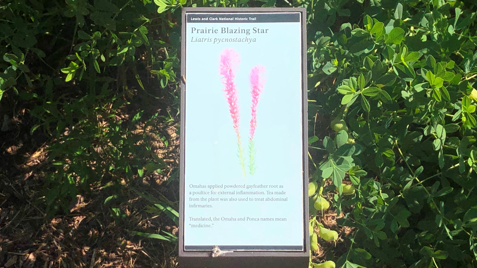A small sign is placed near a green plant. The sign describes the Prairie Blazing Star.