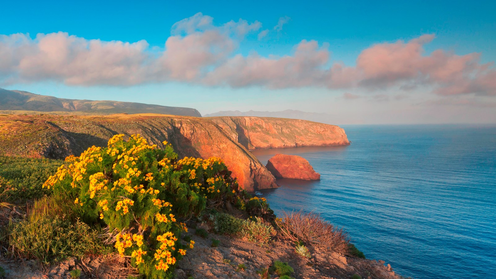 Yellow flowered plant with green leaves on top of steep cliff with ocean below. 